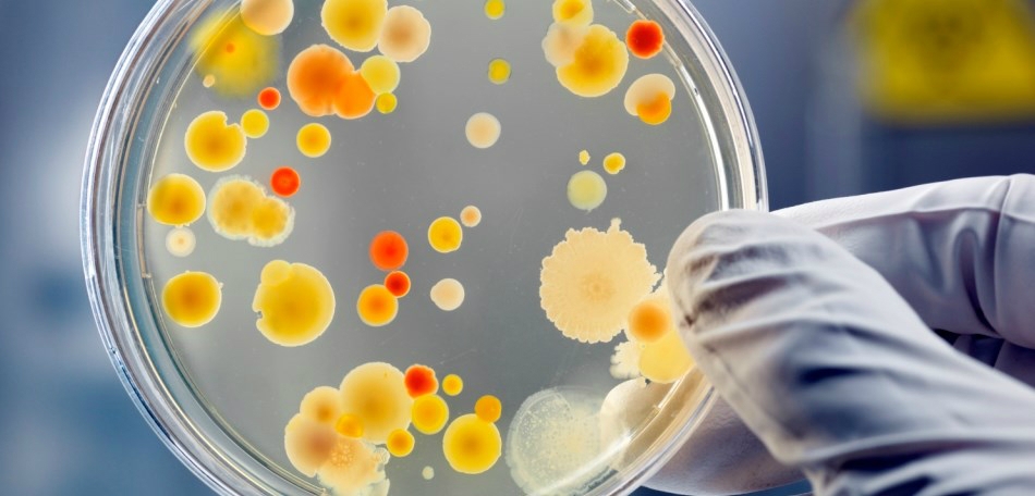 Resistência bacteriana mais fácil de ser compreendida