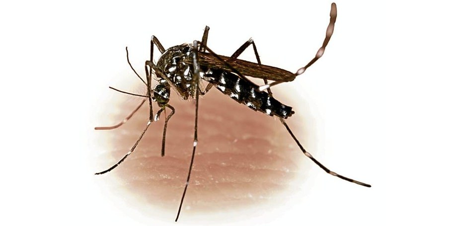 Chikungunya - Suspeita e tratamento