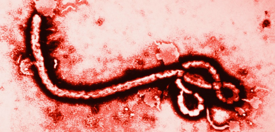 Estudos científicos sobre o Ebola