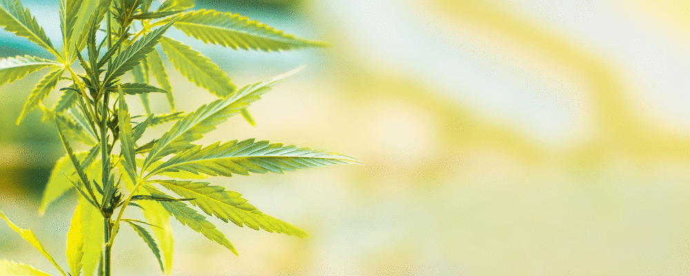 Mais dois produtos à base de cannabis liberados pela Anvisa