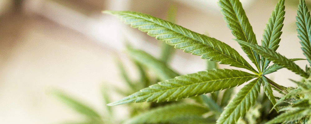 Anvisa libera medicamento à base de cannabis