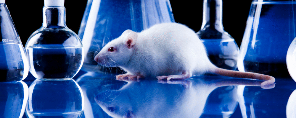 Tratamento experimental com vírus zika destrói tumor cerebral em roedores sem causar lesão neurológica