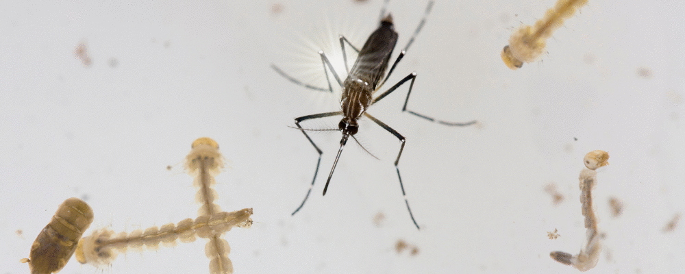 Ministério da Saúde usará tecnologia da Fiocruz Amazônia para combater Aedes aegypti
