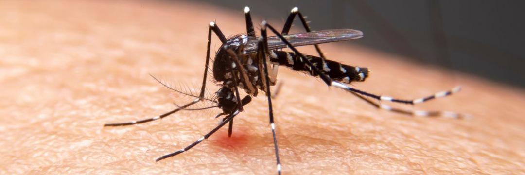 Vírus da zika e dengue alteram cheiro corporal de hospedeiros para se espalhar mais rápido
