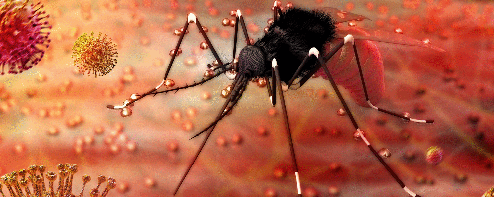 OMS lança projeto para combater arboviroses: dengue, Zika, febre-amarela e Chikungunya
