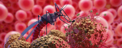 Pesquisadores desenvolvem anticorpo monoclonal  para prevenção da Malária