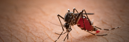 Casos de malária e mortes em 2020 relacionadas a interrupções de programas pela pandemia de COVID-19