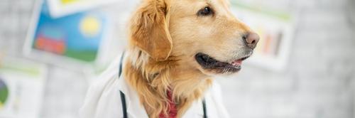 Testes buscam avaliar capacidade dos cães em detectar câncer de mama