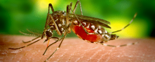 Cientistas descobrem novo genótipo da dengue no Brasil. Cepa é inédita no país!